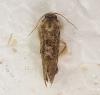Acrolophinae inconnu